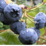 Bilberry